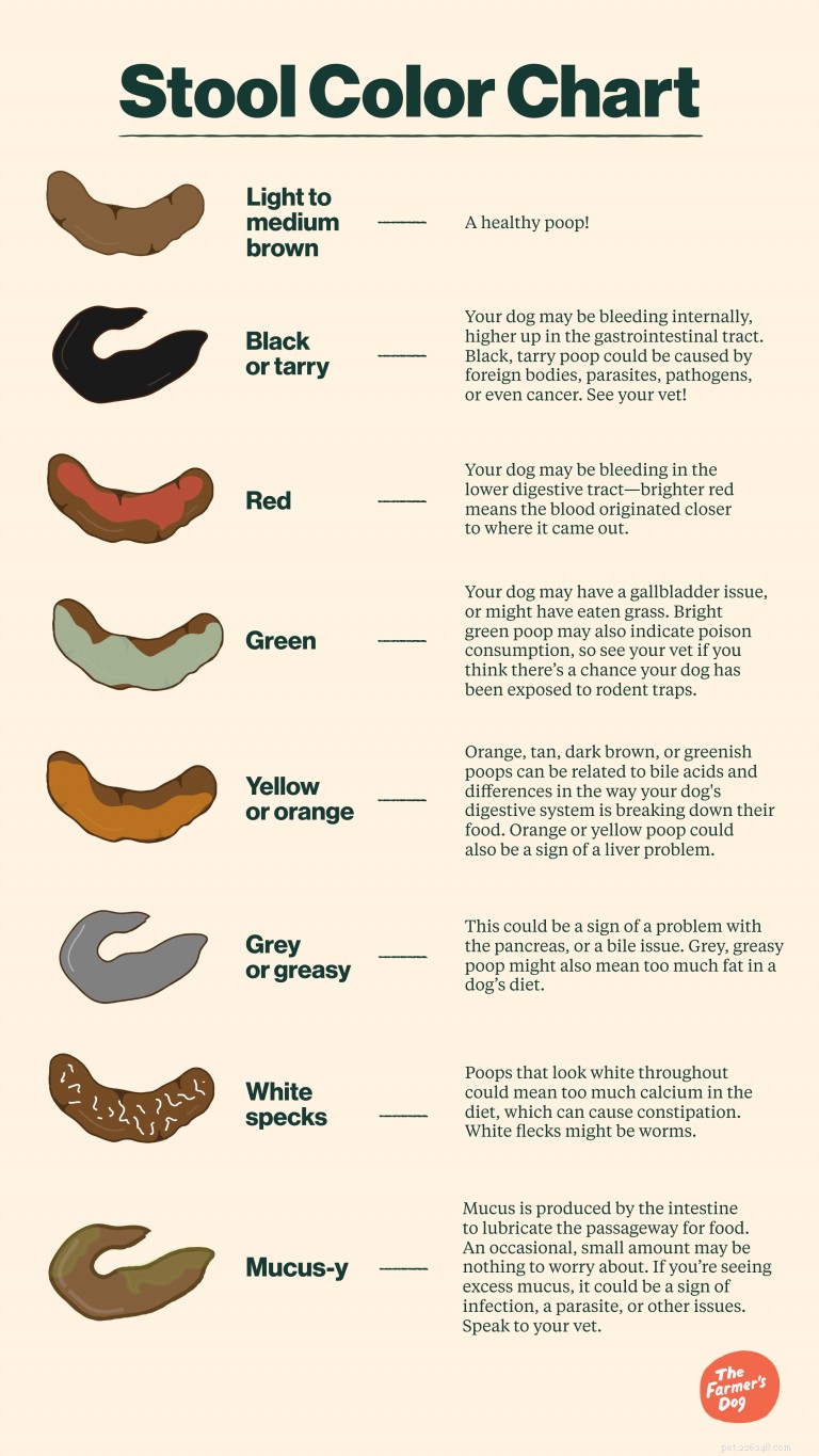 Understanding Your Dog’s Stool: A Guide to Health Insights