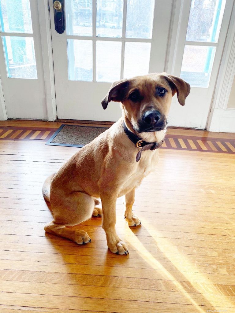 George’s First Six Months: A Real‑Puppy Owner’s Guide