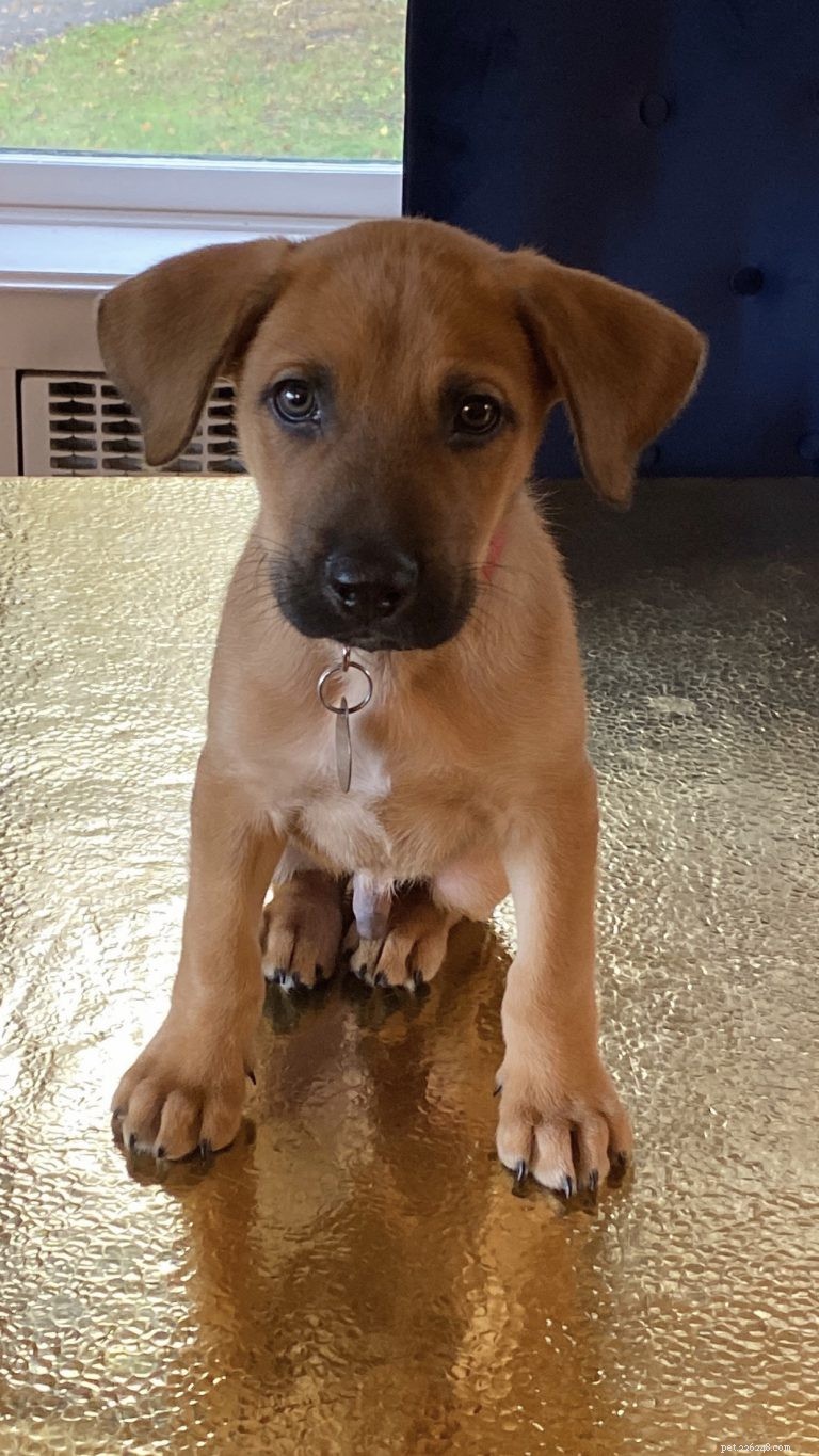 George’s First Six Months: A Real‑Puppy Owner’s Guide