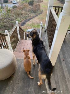 George’s First Six Months: A Real‑Puppy Owner’s Guide