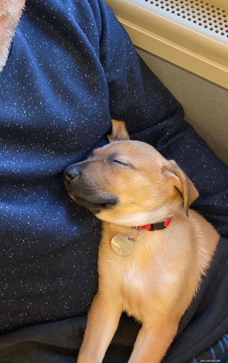 George’s First Six Months: A Real‑Puppy Owner’s Guide