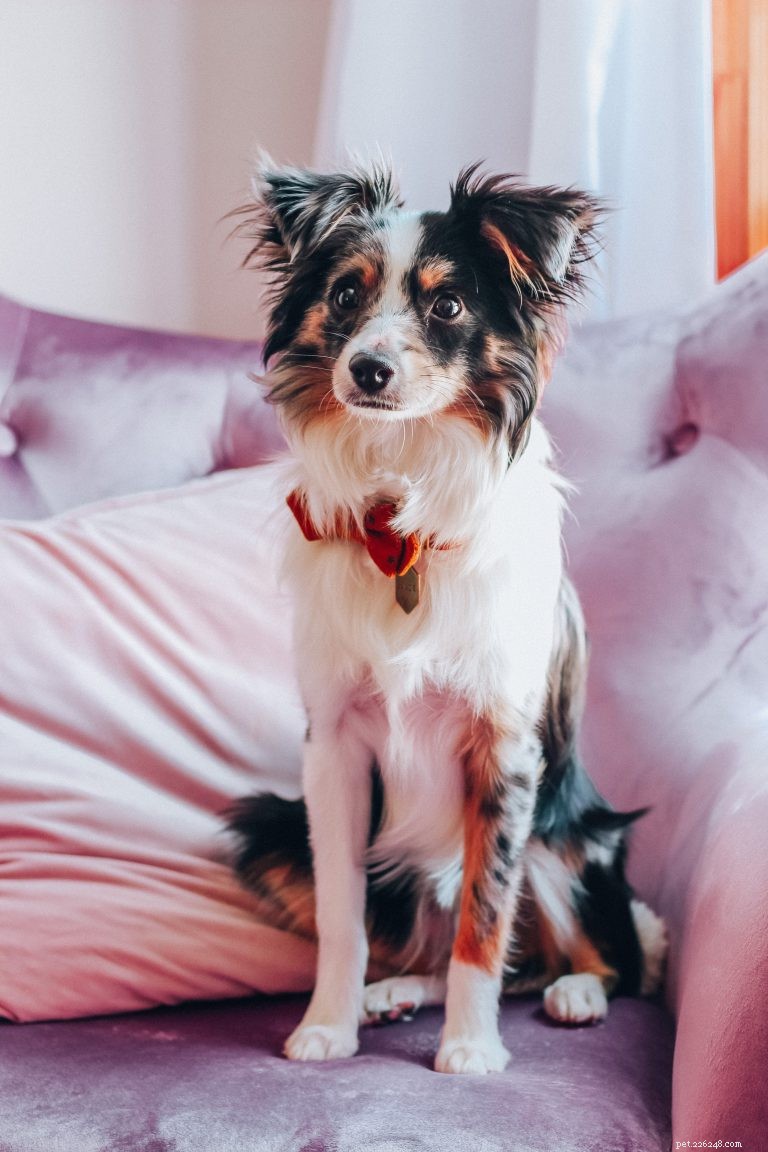 Raising Bowie: A 7-Month Journey with a Toy Australian Shepherd