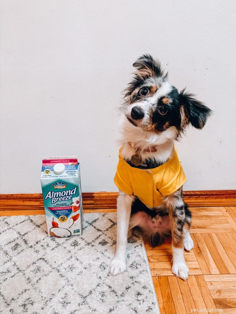 Raising Bowie: A 7-Month Journey with a Toy Australian Shepherd