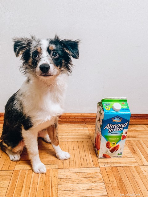 Raising Bowie: A 7-Month Journey with a Toy Australian Shepherd