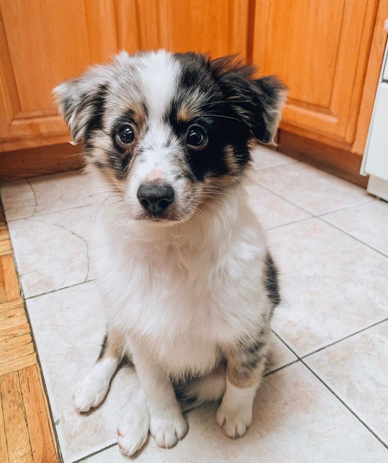 Raising Bowie: A 7-Month Journey with a Toy Australian Shepherd