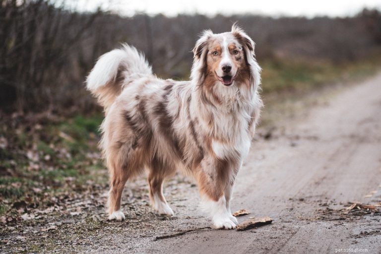 Expert Guide to Maintaining Your Dog’s Coat: Health, Beauty, and Care Tips