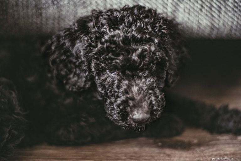 Expert Guide to Maintaining Your Dog’s Coat: Health, Beauty, and Care Tips