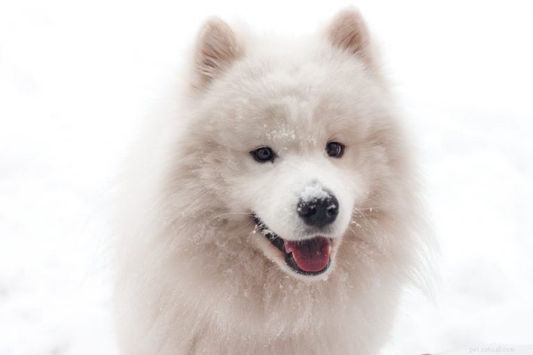 Expert Guide to Maintaining Your Dog’s Coat: Health, Beauty, and Care Tips