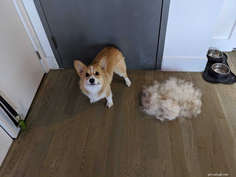 Expert Guide to Maintaining Your Dog’s Coat: Health, Beauty, and Care Tips