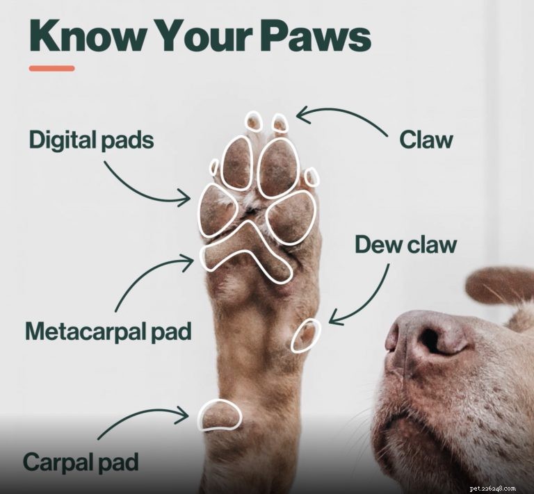 How to Care for Your Dog’s Paws: A Guide to Their Health and Well‑Being