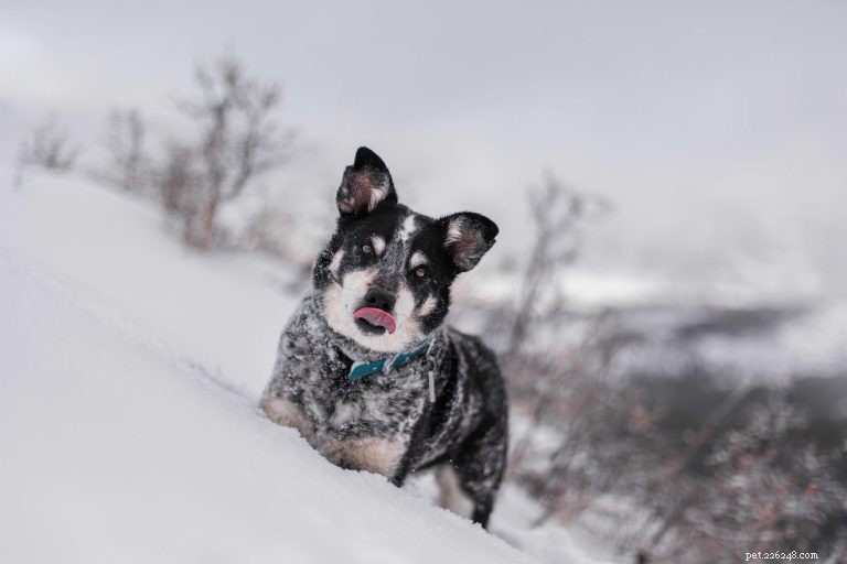 How to Care for Your Dog’s Paws: A Guide to Their Health and Well‑Being