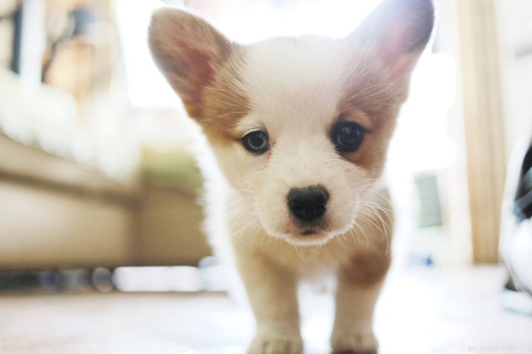 Puppy Nutrition 101: Expert Guide to Feeding Your Growing Dog