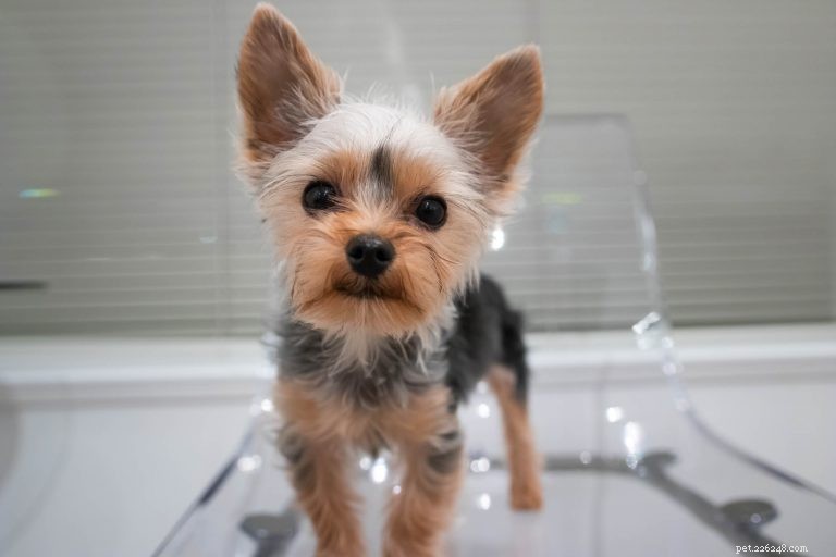 Comprehensive Puppy Care: Health, Safety, and Veterinary Essentials
