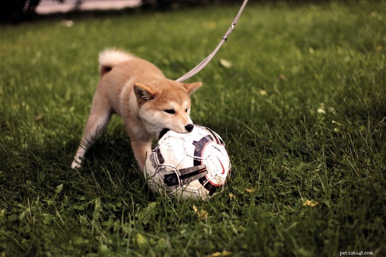 Comprehensive Puppy Care: Health, Safety, and Veterinary Essentials