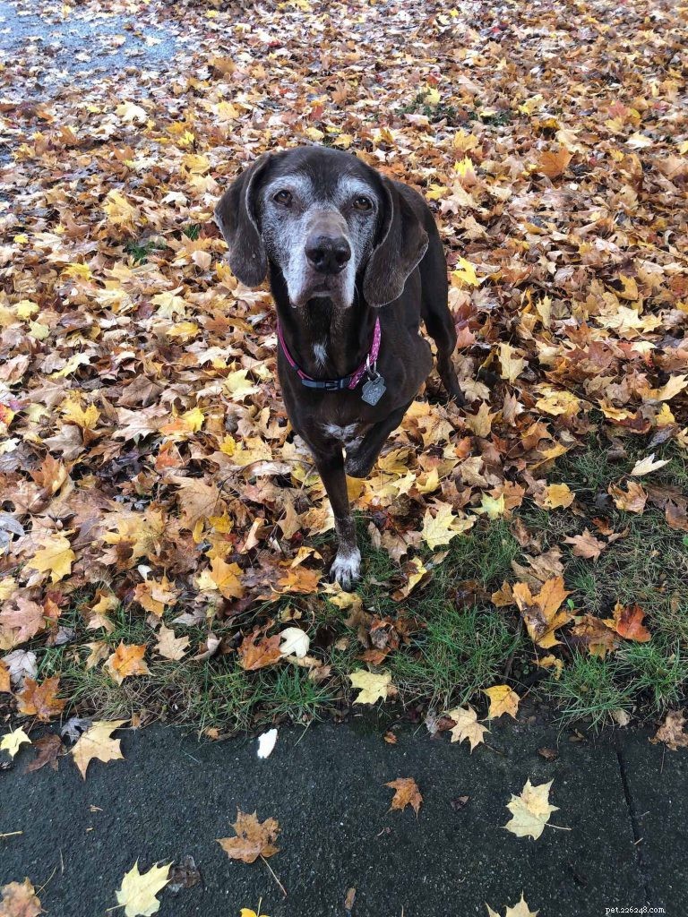 The Ultimate Guide to Feeding Your Senior Dog: Nutrition Tips for Healthy Aging