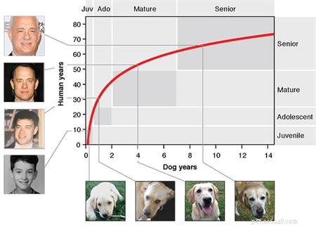 The Ultimate Guide to Feeding Your Senior Dog: Nutrition Tips for Healthy Aging