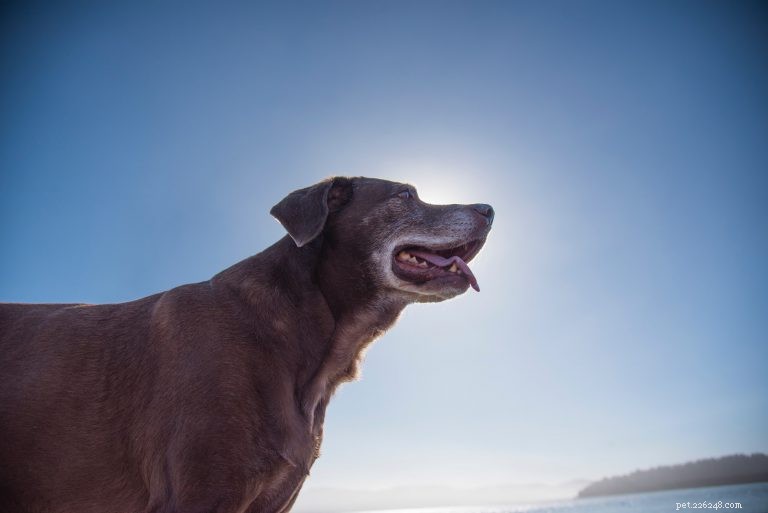 The Ultimate Guide to Feeding Your Senior Dog: Nutrition Tips for Healthy Aging
