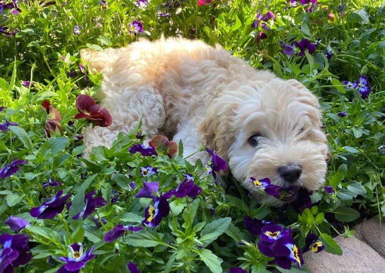 Safe Houseplants for Dogs: A Guide to Harmonious Living