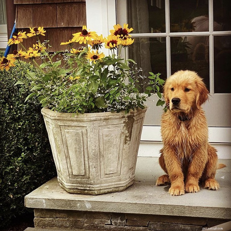 The Ultimate Golden Retriever Guide: Nutrition, Personality, Exercise & Care Tips