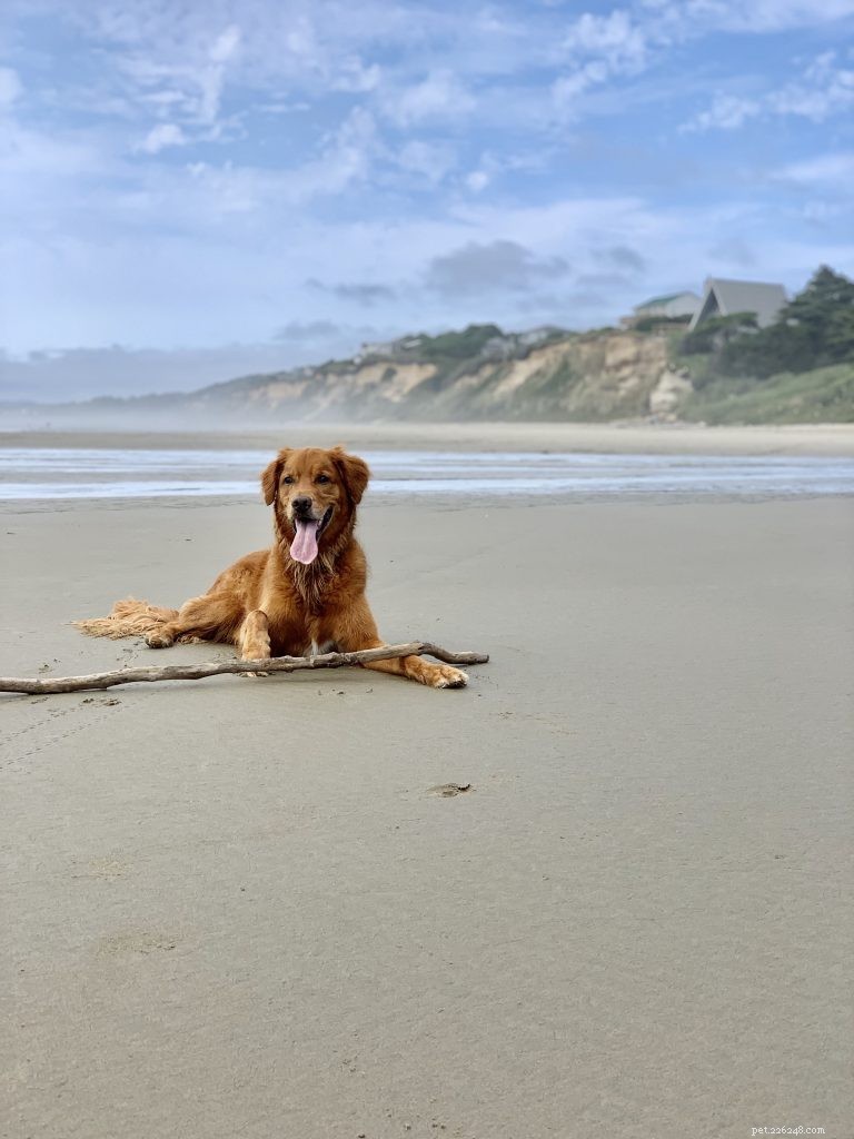 The Ultimate Golden Retriever Guide: Nutrition, Personality, Exercise & Care Tips