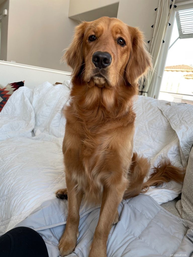 The Ultimate Golden Retriever Guide: Nutrition, Personality, Exercise & Care Tips