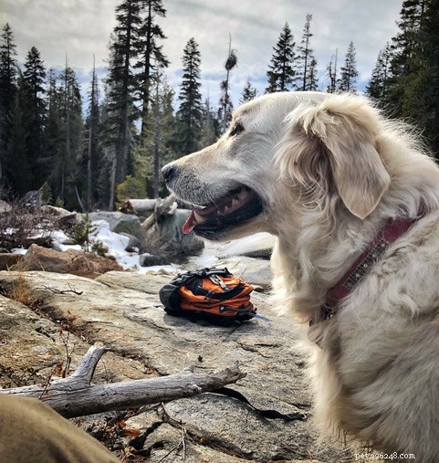The Ultimate Golden Retriever Guide: Nutrition, Personality, Exercise & Care Tips