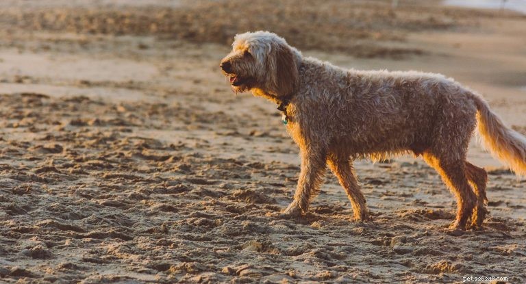 Decoding Your Dog s Tail: What Every Wag Reveals About Their Mood