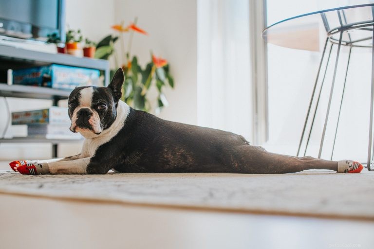 Decoding Your Dog s Tail: What Every Wag Reveals About Their Mood
