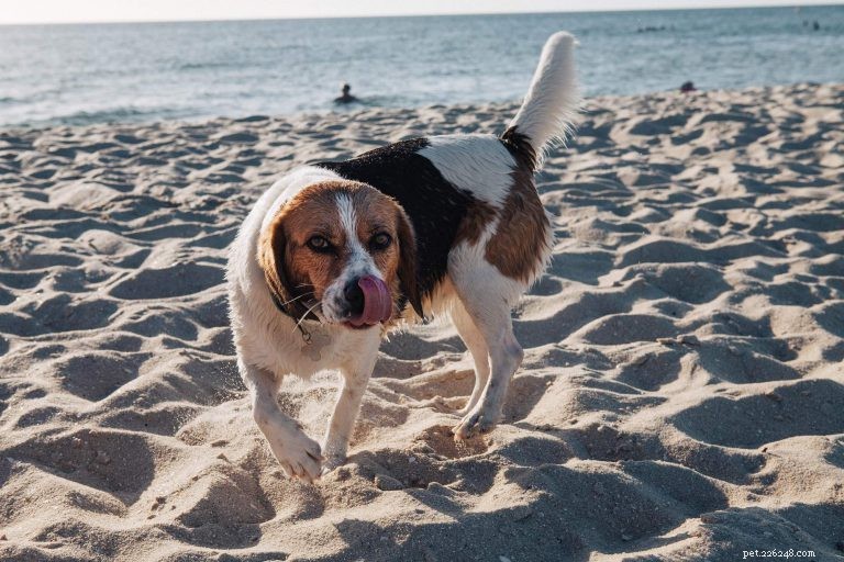 Decoding Your Dog s Tail: What Every Wag Reveals About Their Mood