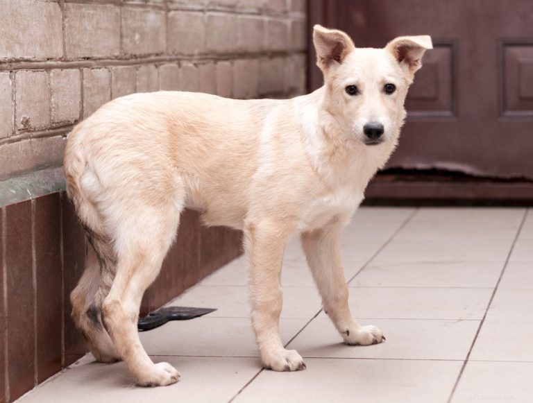 Decoding Your Dog s Tail: What Every Wag Reveals About Their Mood