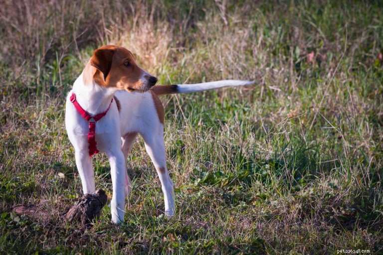 Decoding Your Dog s Tail: What Every Wag Reveals About Their Mood
