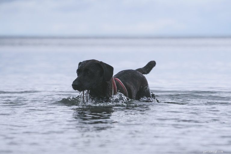 Decoding Your Dog s Tail: What Every Wag Reveals About Their Mood