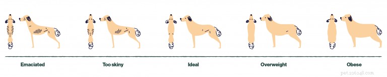 How to Measure Your Dog’s Body Condition: A Practical Guide