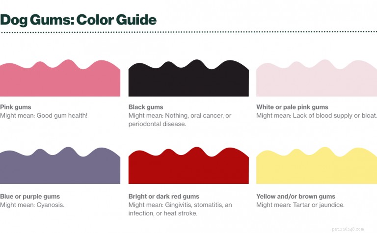 Dog Gum Color Guide: When Pink Means Healthy and When to Seek Vet Care
