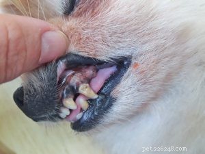 Dog Gum Color Guide: When Pink Means Healthy and When to Seek Vet Care