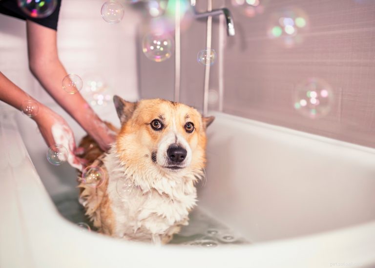 The Ultimate Guide to Bathing Your Dog Safely and Enjoyably