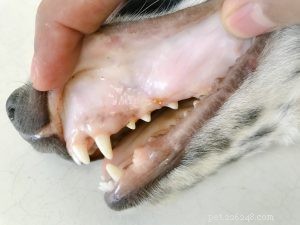 Dog Gum Color Guide: When Pink Means Healthy and When to Seek Vet Care