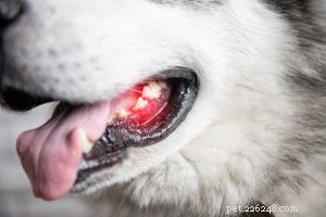 Dog Gum Color Guide: When Pink Means Healthy and When to Seek Vet Care