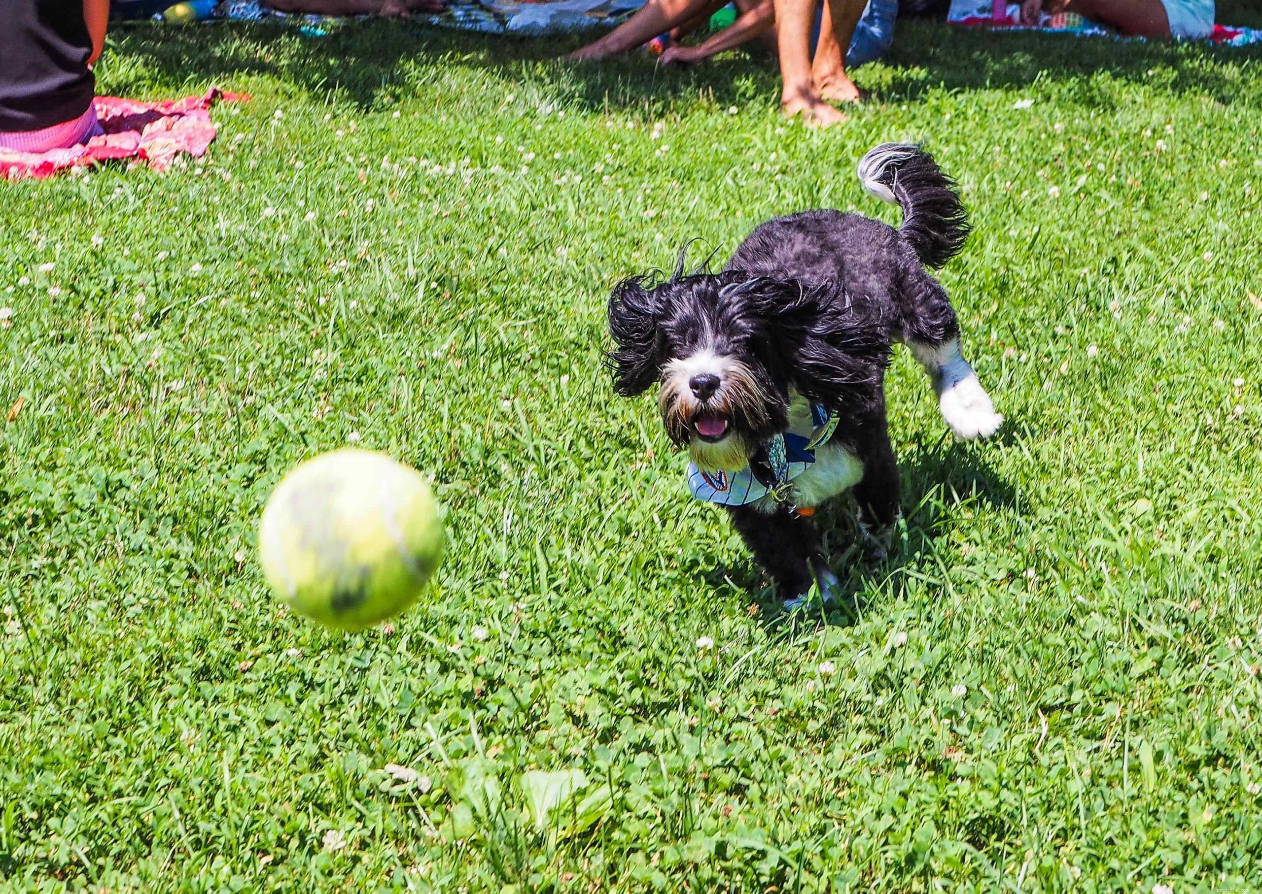 Daily Exercise Guidelines for Dogs: How Much Is Enough?