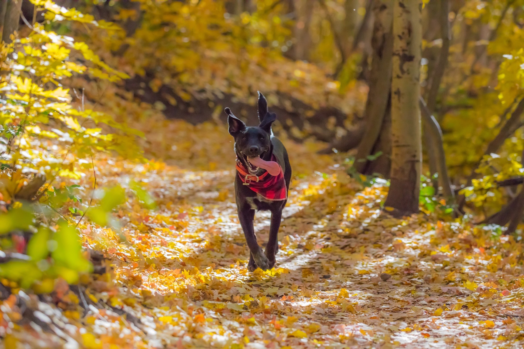 Daily Exercise Guidelines for Dogs: How Much Is Enough?