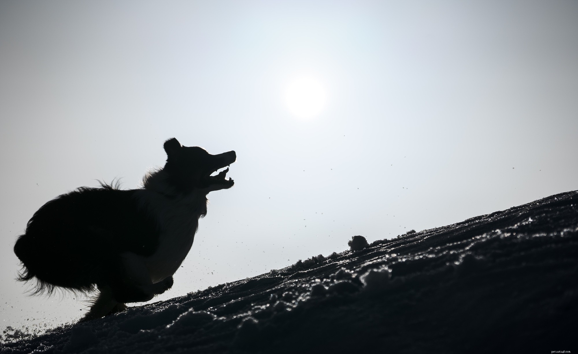 Daily Exercise Guidelines for Dogs: How Much Is Enough?