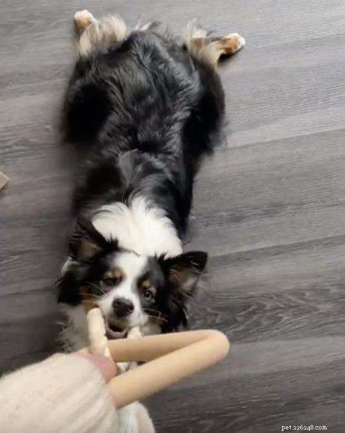 Daily Exercise Guidelines for Dogs: How Much Is Enough?