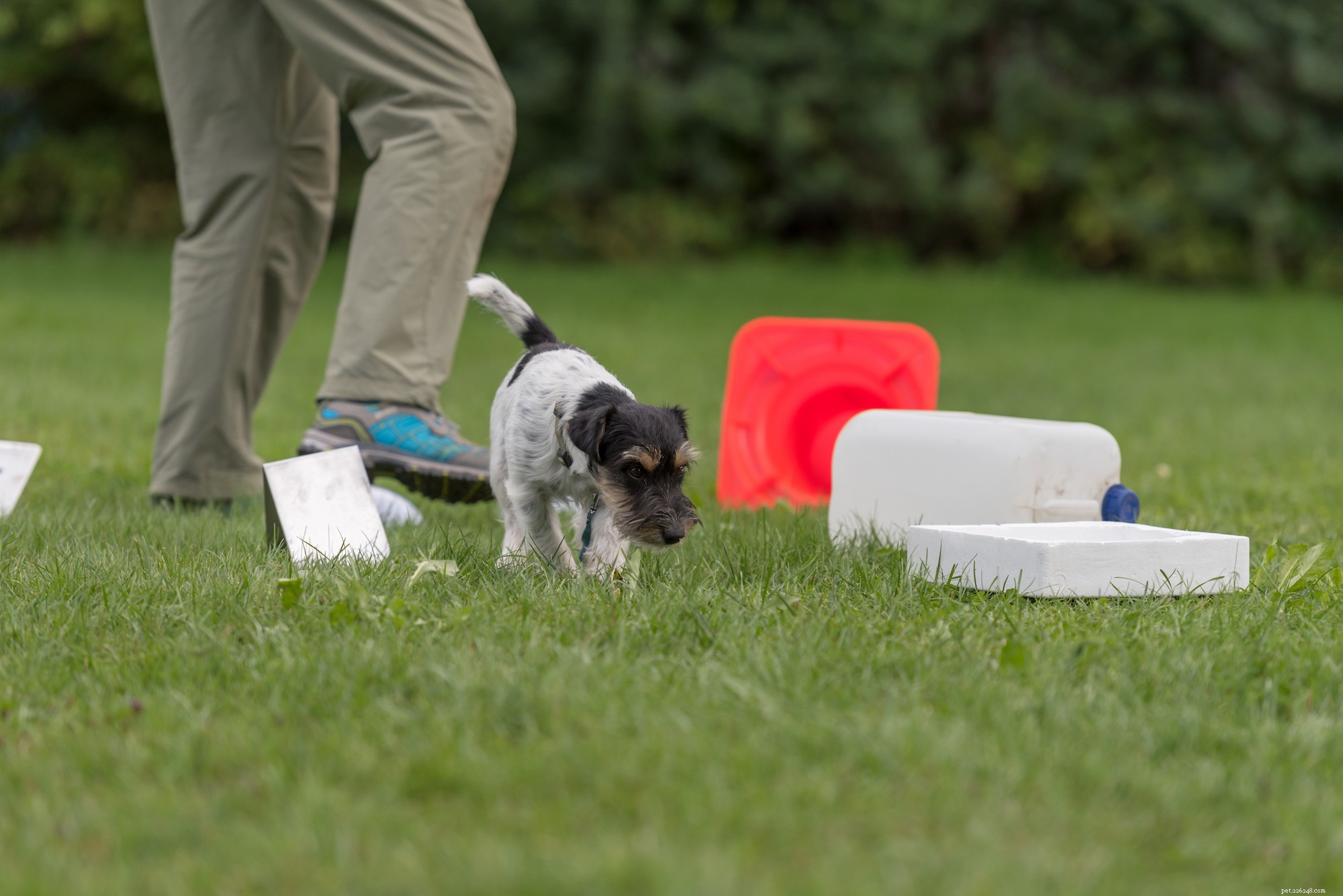 Daily Exercise Guidelines for Dogs: How Much Is Enough?