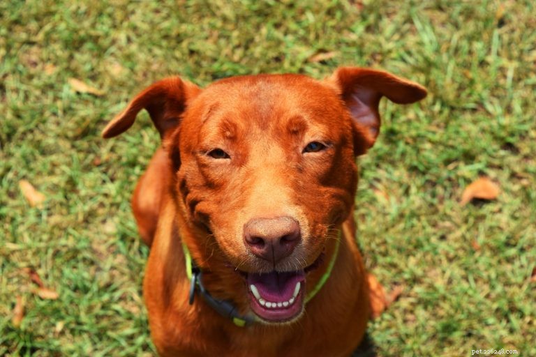 5 Proven Health Benefits of Feeding Your Dog Fresh Food