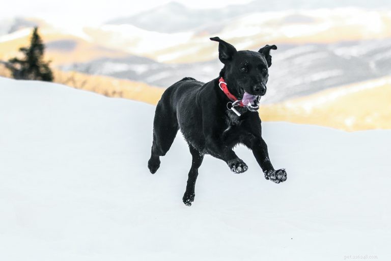 5 Proven Health Benefits of Feeding Your Dog Fresh Food