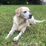 5 Proven Health Benefits of Feeding Your Dog Fresh Food