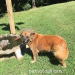5 Proven Health Benefits of Feeding Your Dog Fresh Food