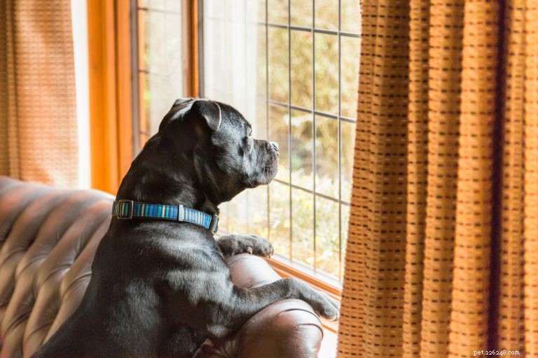 Understanding Your Dog’s Vision: Care Tips for Healthy Eyes