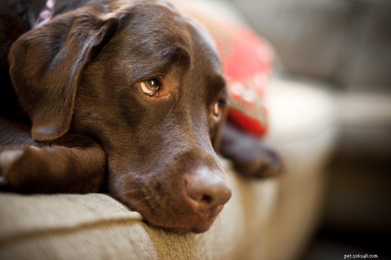 Understanding Your Dog’s Vision: Care Tips for Healthy Eyes