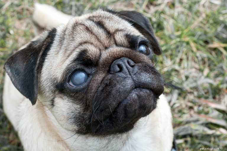 Understanding Your Dog’s Vision: Care Tips for Healthy Eyes